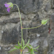 Blütenfoto Geranium columbinum