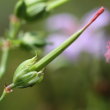Fruchtfoto Geranium nodosum