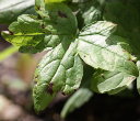Blätterfoto Geranium nodosum