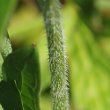 Stängel-/Stammfoto Geranium palustre