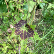Blätterfoto Geranium phaeum