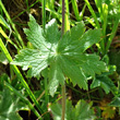 Blätterfoto Geranium phaeum var.lividum