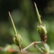 Fruchtfoto Geranium pyrenaicum