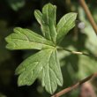Blätterfoto Geranium pyrenaicum