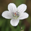 Blütenfoto Geranium rivulare