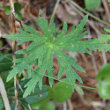 Blätterfoto Geranium rivulare
