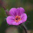 Blütenfoto Geranium robertianum