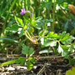Habitusfoto Geranium robertianum subsp. purpureum