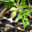Blütenfoto Geranium robertianum subsp. purpureum