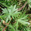 Blätterfoto Geranium sanguineum