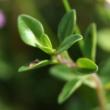 Blätterfoto Thymus pulegioides