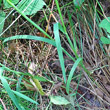 Blätterfoto Glyceria notata