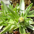 Blütenfoto Gnaphalium supinum