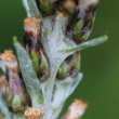 Blätterfoto Gnaphalium sylvaticum