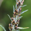 Blütenfoto Gnaphalium sylvaticum