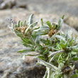 Blätterfoto Gnaphalium uliginosum