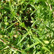 Stängel-/Stammfoto Gratiola officinalis