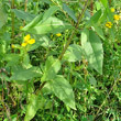 Blätterfoto Guizotia abyssinica