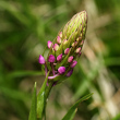 Foto der Jungpflanze Gymnadenia conopsea