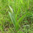 Blätterfoto Gymnadenia conopsea