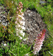 Blütenfoto Gymnadenia odoratissima