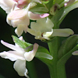 Foto von Besonderheit Gymnadenia odoratissima