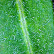 Foto von Besonderheit Helianthemum nummularium subsp. obscurum