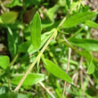 Blätterfoto Helianthemum nummularium subsp. obscurum