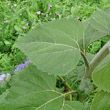 Blätterfoto Helianthus annuus