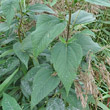 Blätterfoto Helianthus tuberosus