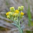 Portraitfoto Helichrysum arenarium