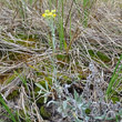Habitusfoto Helichrysum arenarium