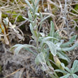 Blätterfoto Helichrysum arenarium