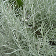 Blätterfoto Helichrysum italicum