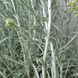 Stängel-/Stammfoto Helichrysum italicum