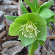 Blütenfoto Helleborus viridis