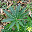 Blätterfoto Helleborus viridis