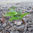 Foto der Jungpflanze Helleborus viridis