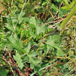 Blätterfoto Heracleum sphondylium