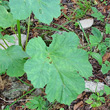 Blätterfoto Heracleum sphondylium subsp. alpinum