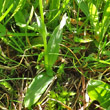 Blätterfoto Herminium monorchis