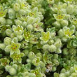 Blütenfoto Herniaria alpina