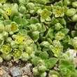 Blätterfoto Herniaria alpina