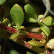 Blätterfoto Herniaria glabra