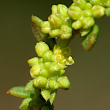 Blütenfoto Herniaria glabra