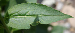 Blätterfoto Hesperis matronalis