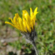 Blütenfoto Hieracium alpinum