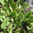 Blätterfoto Hieracium amplexicaule