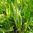 Blätterfoto Hieracium aurantiacum