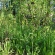 Stängel-/Stammfoto Hieracium caespitosum